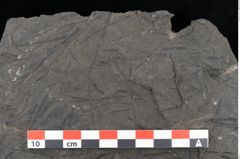 Foto (Detailansicht) von Ginkgo sp.  (NHMW-GEO-2024-0188-10587)